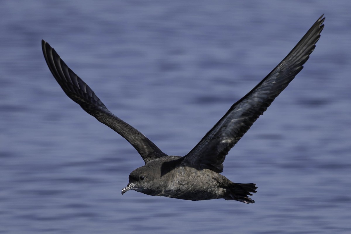 Short-tailed Shearwater - ML642135728