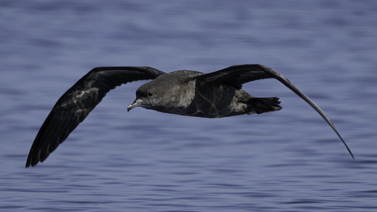 Short-tailed Shearwater - ML642135729