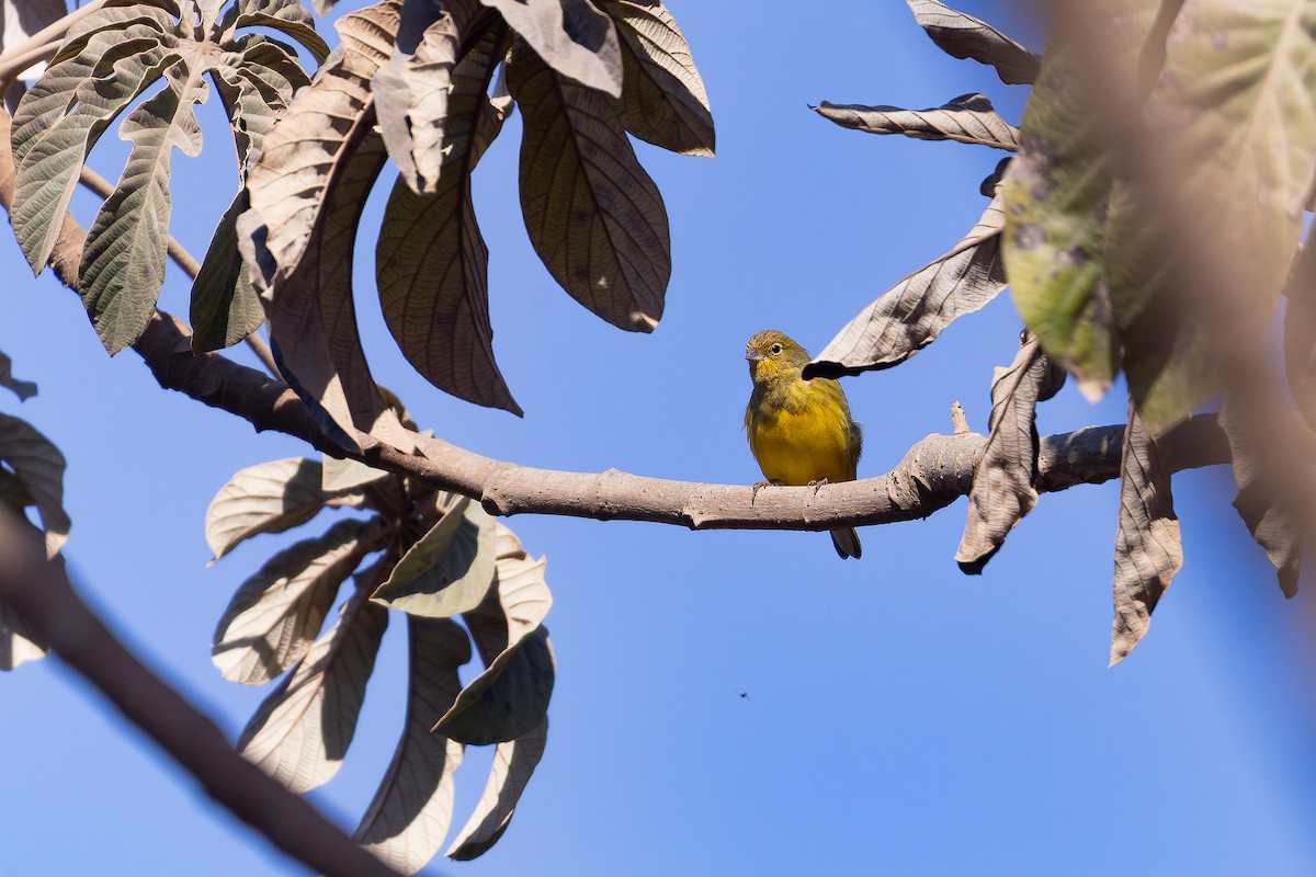 Stripe-tailed Yellow-Finch - ML642135731