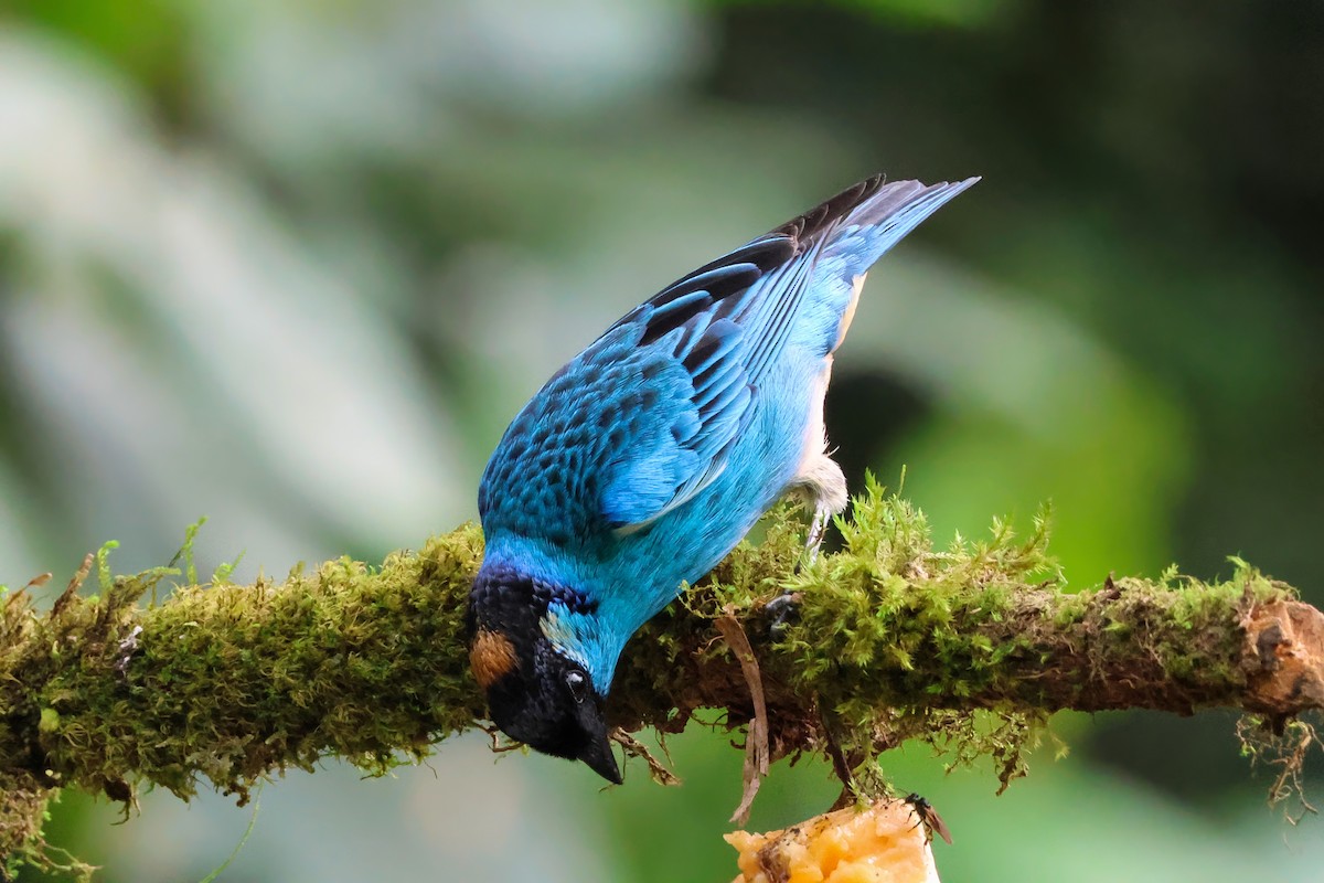 Golden-naped Tanager - ML642135732