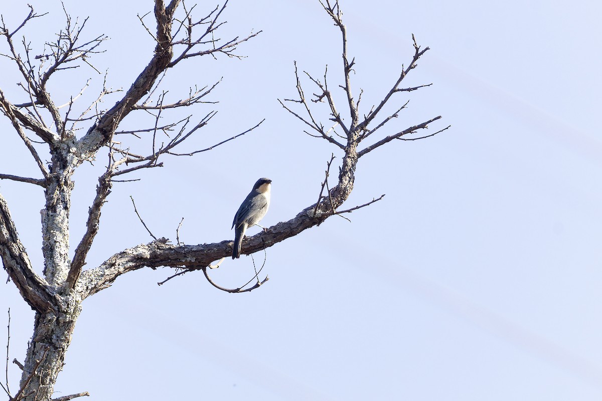 Cinereous Warbling Finch - ML642135740