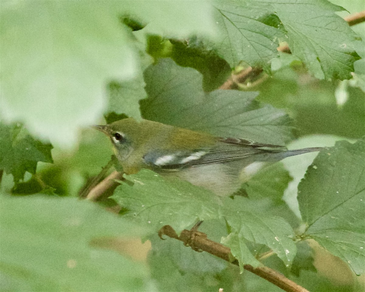 Northern Parula - ML642135743