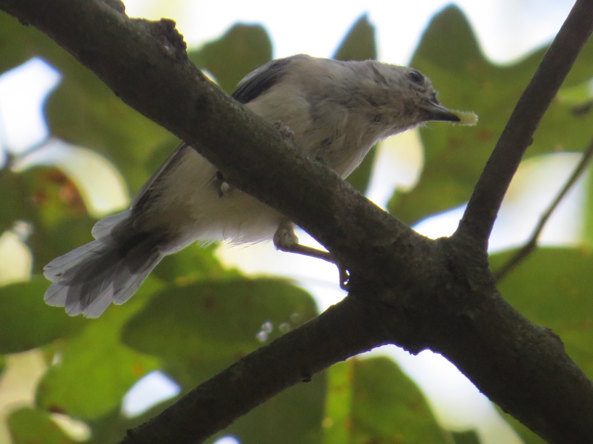 Tufted Titmouse - ML642135746
