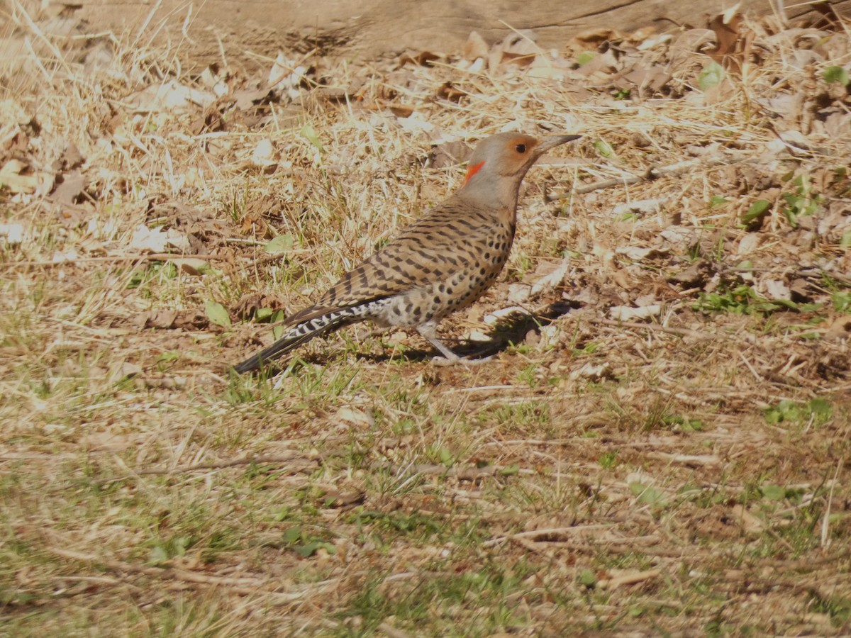 Carpintero Escapulario - ML642135750