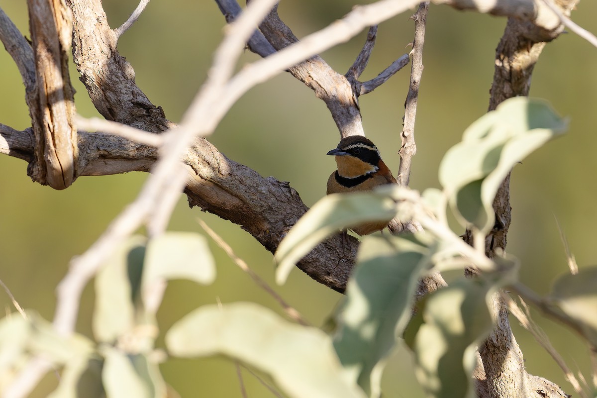 Rotnacken-Bandvogel (torquata/rufescens) - ML642135755
