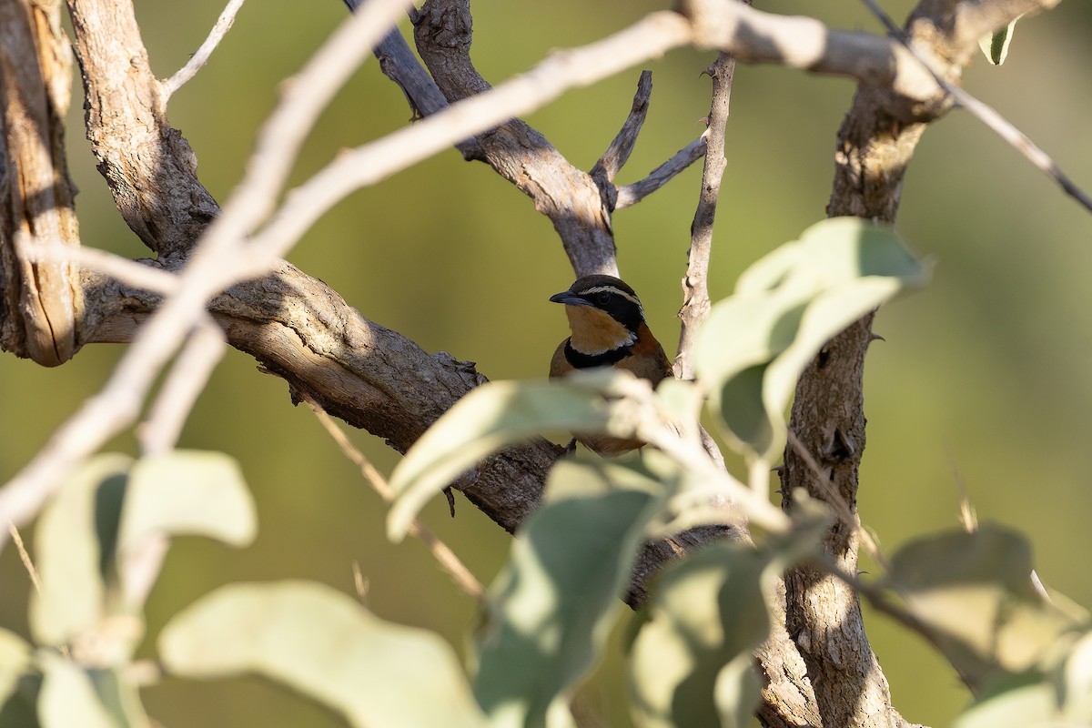 Rotnacken-Bandvogel (torquata/rufescens) - ML642135756