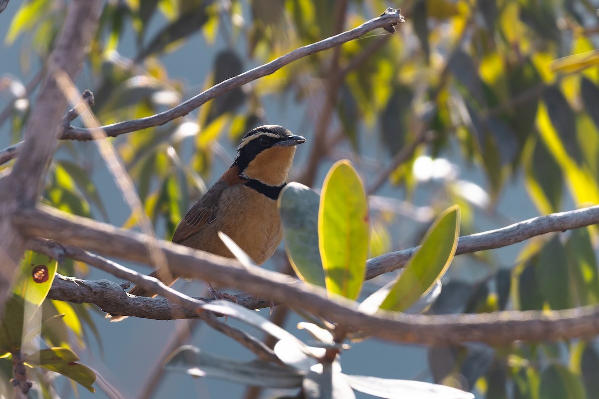 cerradomånesmett (torquata/rufescens) - ML642135758