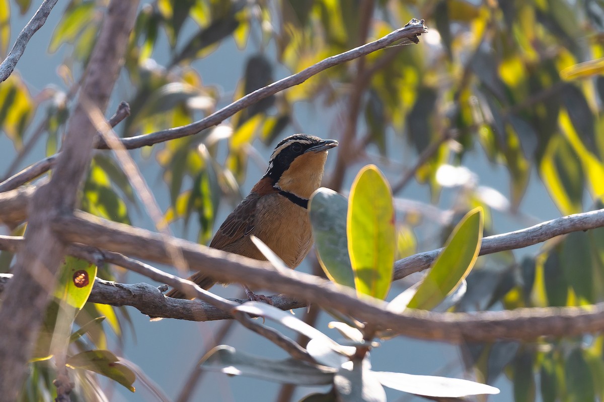 Rotnacken-Bandvogel (torquata/rufescens) - ML642135759