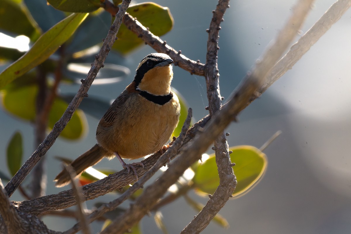 Rotnacken-Bandvogel (torquata/rufescens) - ML642135760