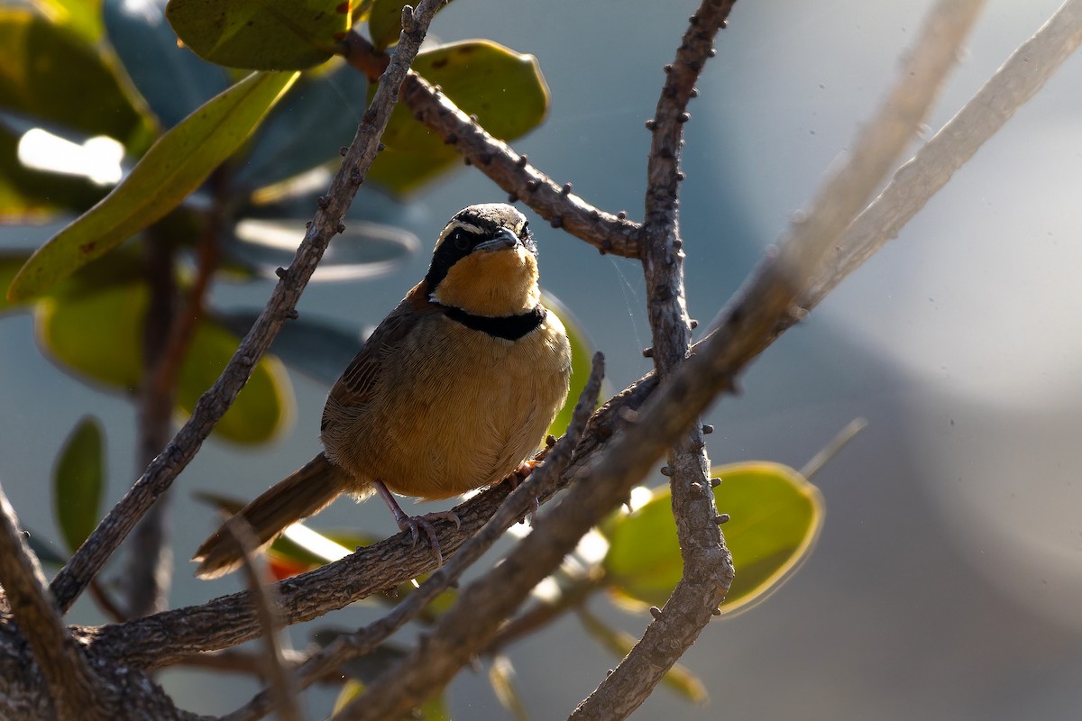 Rotnacken-Bandvogel (torquata/rufescens) - ML642135761