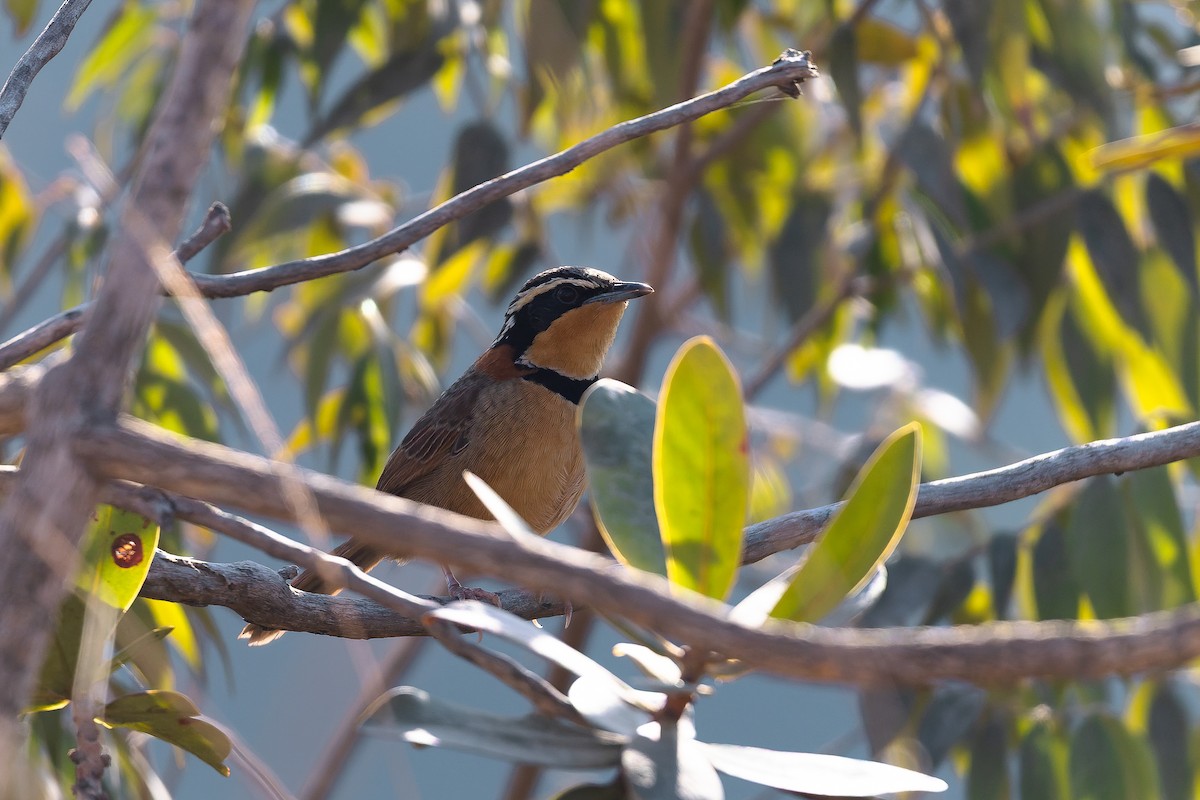 Rotnacken-Bandvogel (torquata/rufescens) - ML642135762