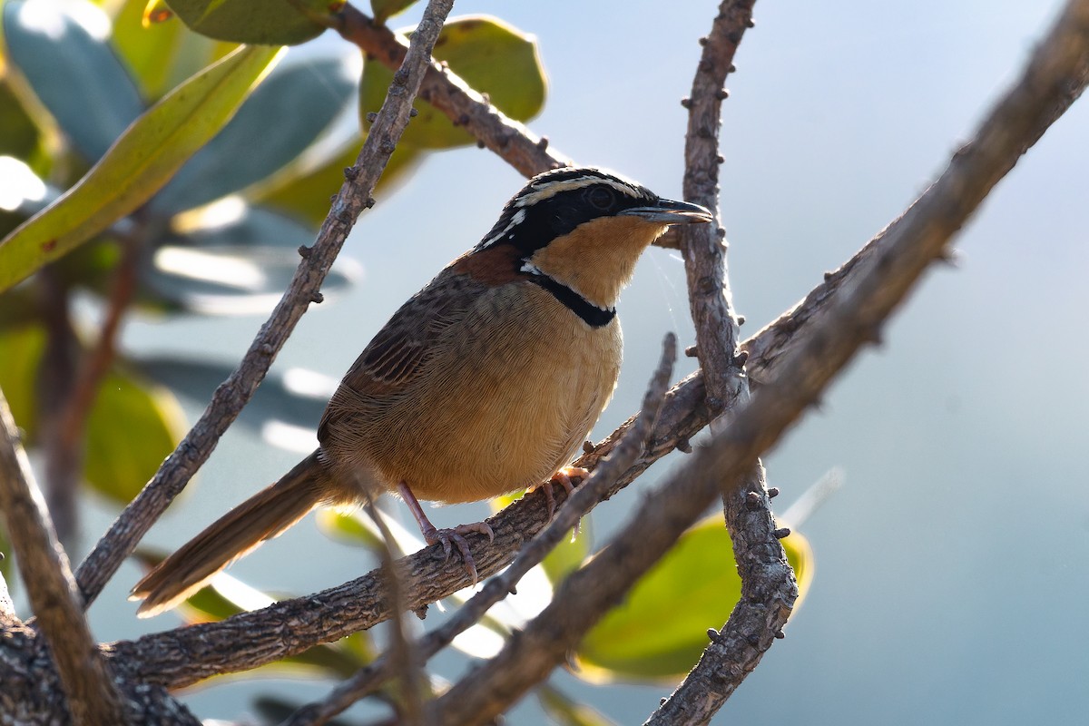 Rotnacken-Bandvogel (torquata/rufescens) - ML642135763