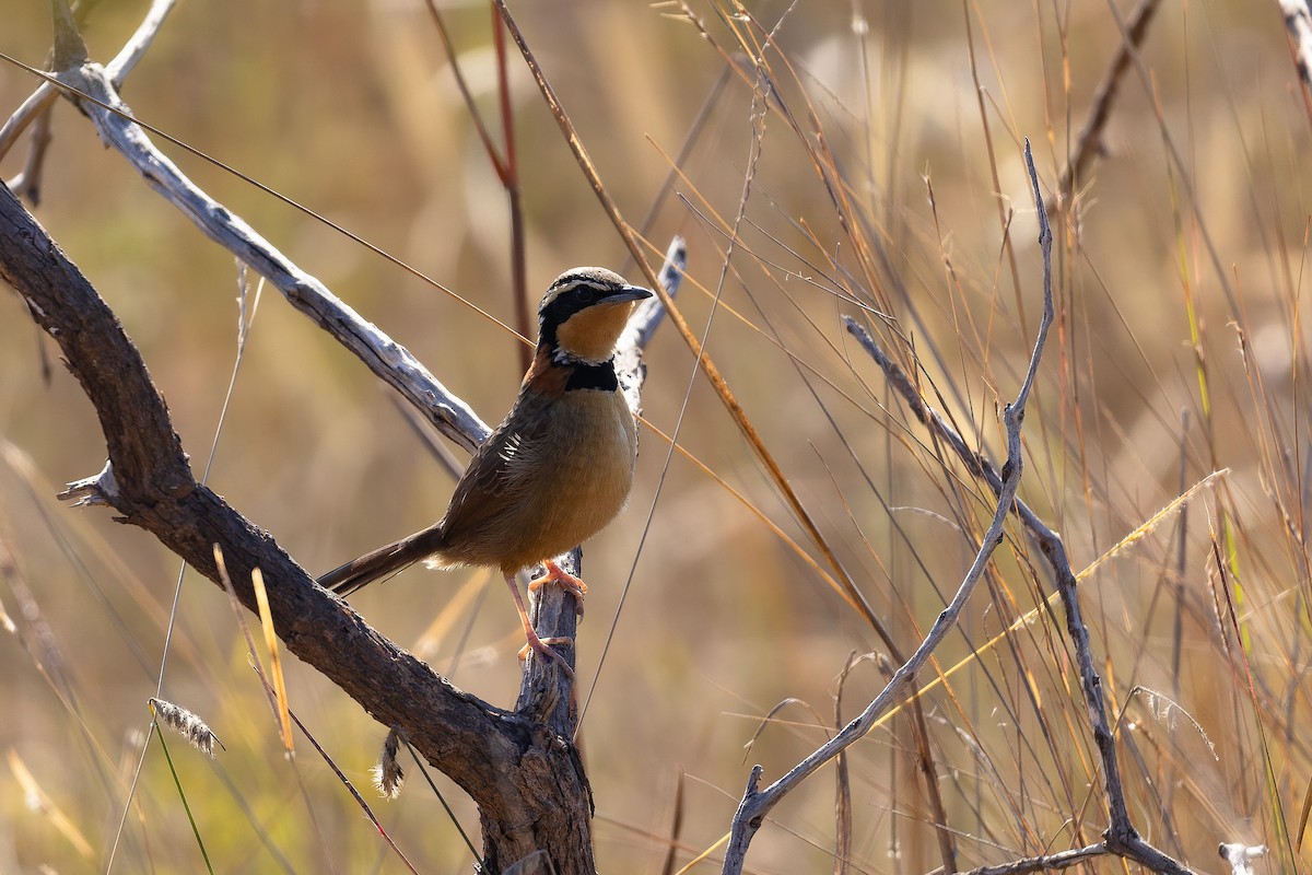 Rotnacken-Bandvogel (torquata/rufescens) - ML642135764