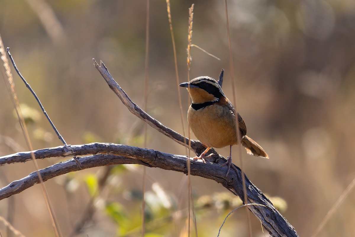 Rotnacken-Bandvogel (torquata/rufescens) - ML642135765