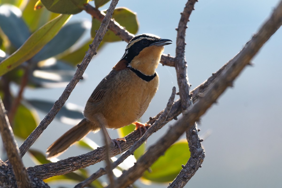 Rotnacken-Bandvogel (torquata/rufescens) - ML642135766