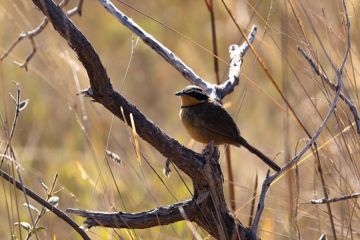 Rotnacken-Bandvogel (torquata/rufescens) - ML642135767