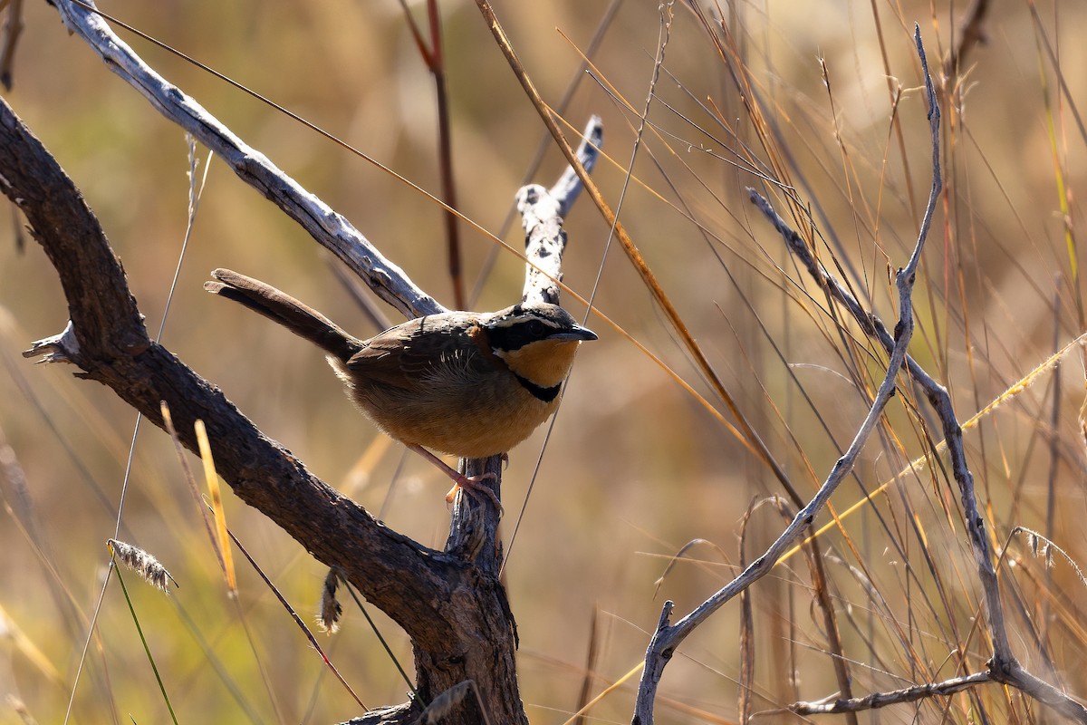 Rotnacken-Bandvogel (torquata/rufescens) - ML642135768