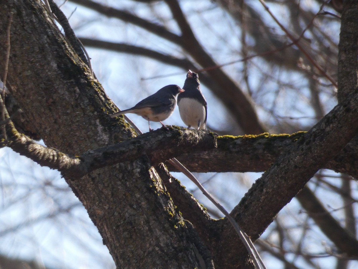 Junco Ojioscuro - ML642135775