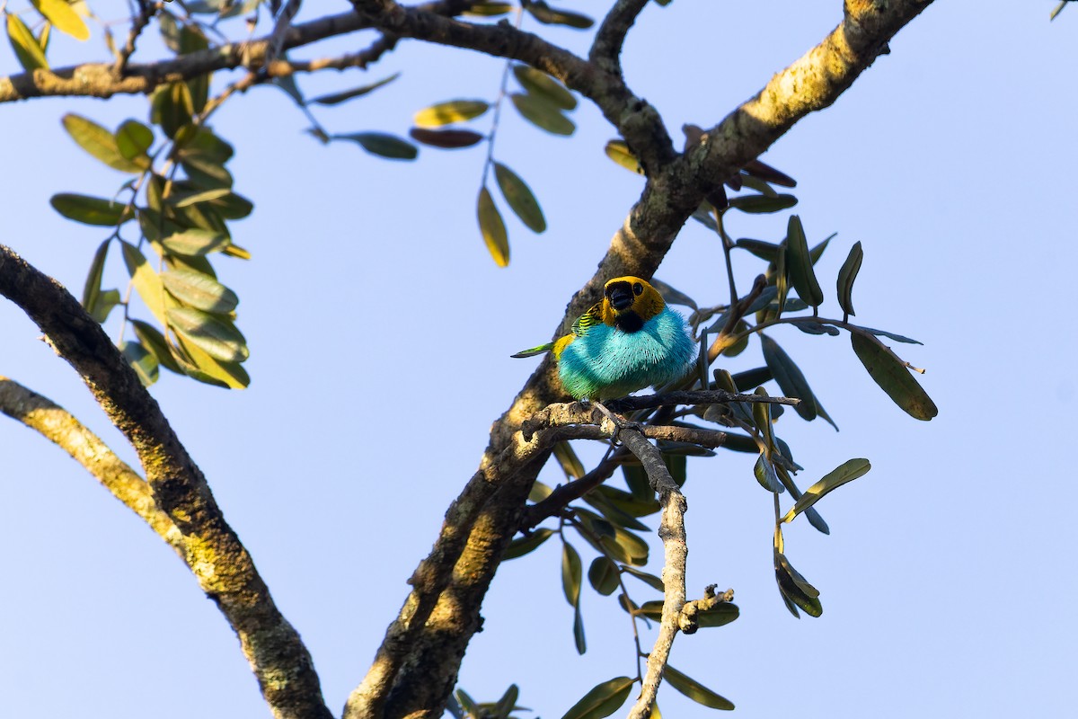 Gilt-edged Tanager - ML642135820