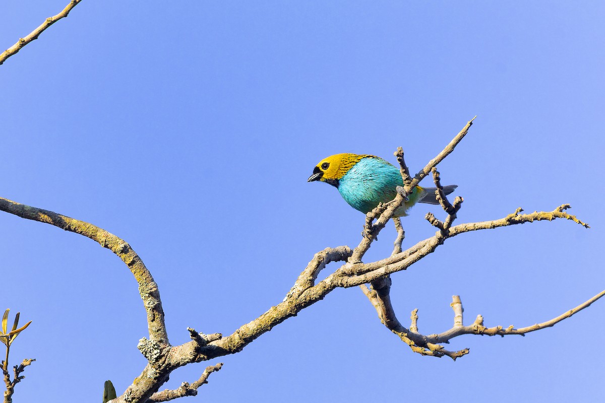 Gilt-edged Tanager - ML642135821