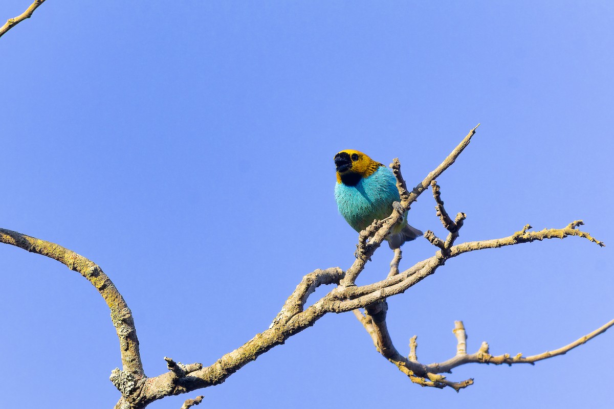 Gilt-edged Tanager - ML642135822