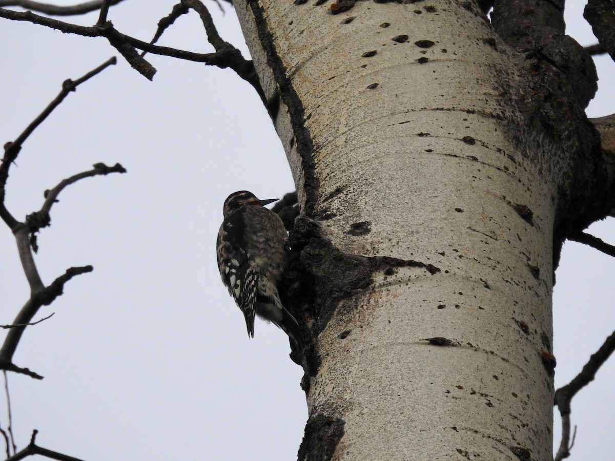 Red-naped Sapsucker - ML642135824