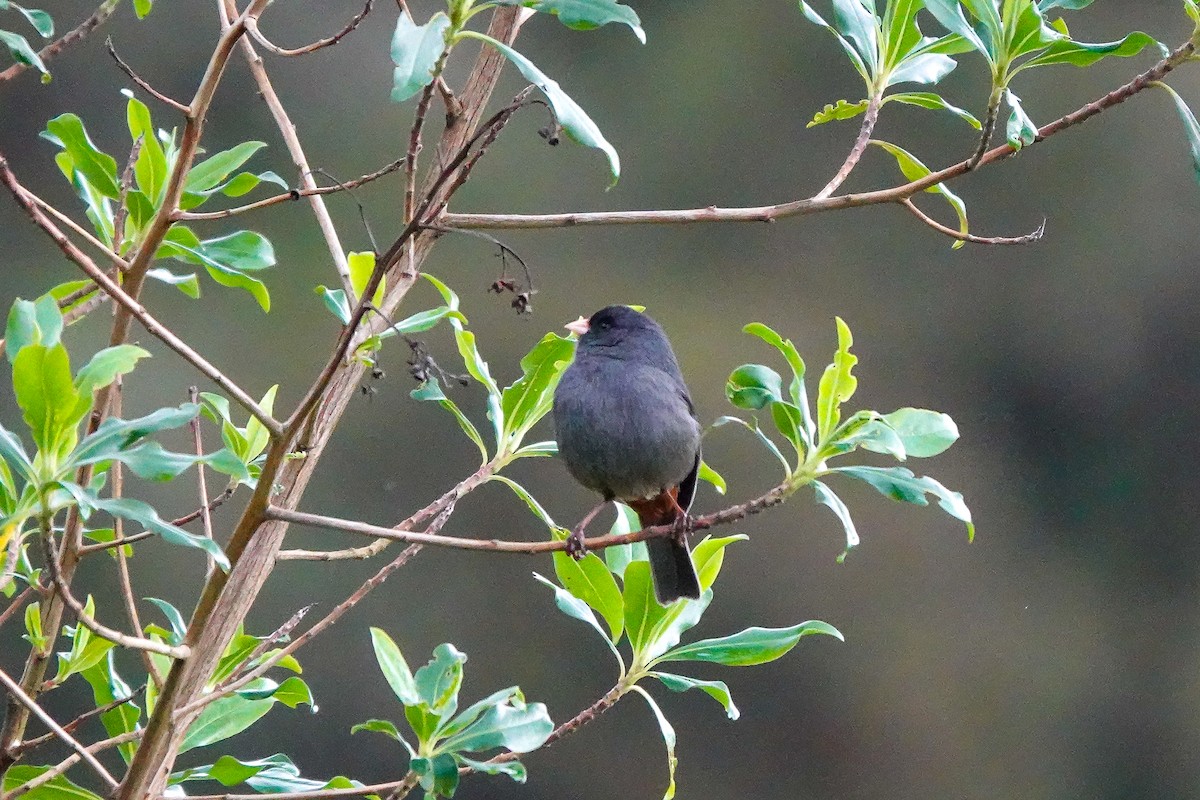 Paramo Seedeater - ML642135825