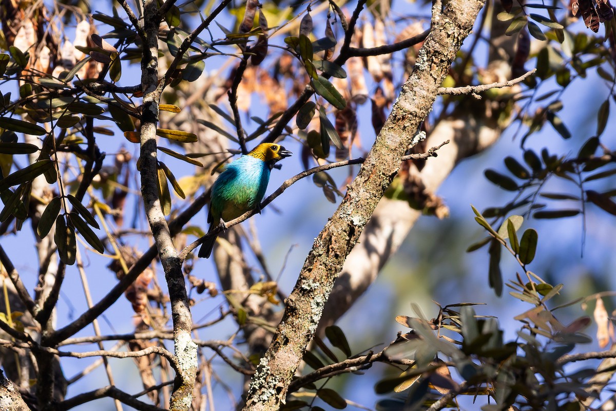 Gilt-edged Tanager - ML642135899