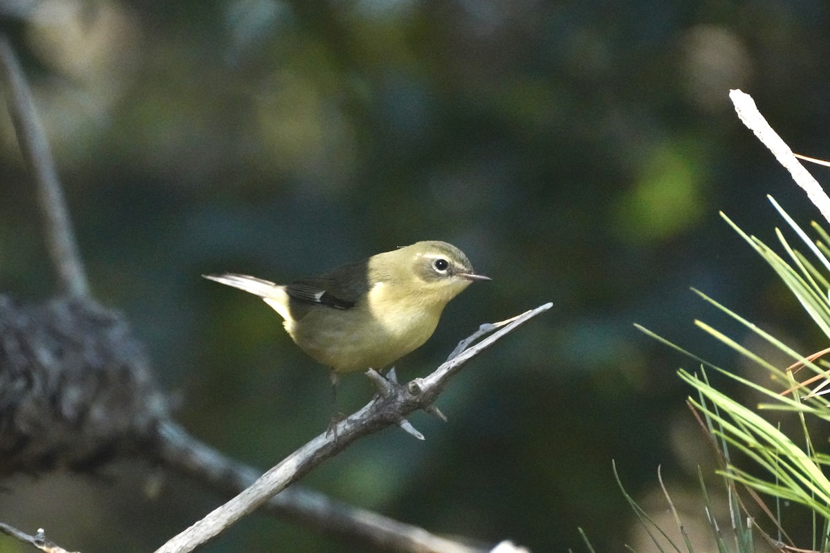 Black-throated Blue Warbler - ML642135901