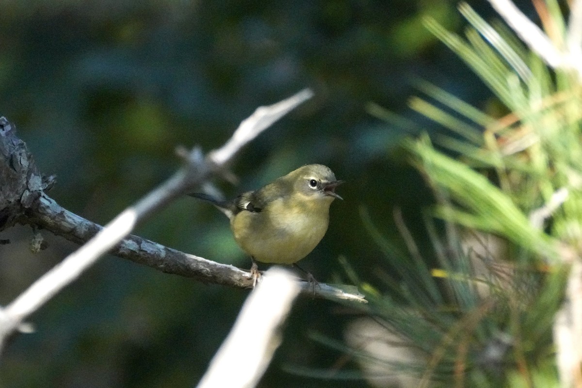 Black-throated Blue Warbler - ML642135902