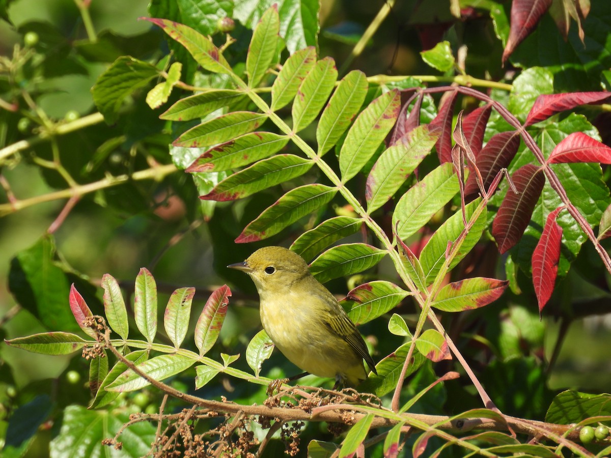 Yellow Warbler - ML642135904
