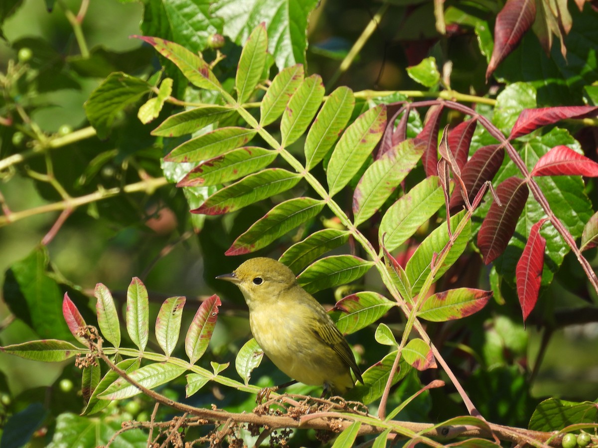 Yellow Warbler - ML642135905