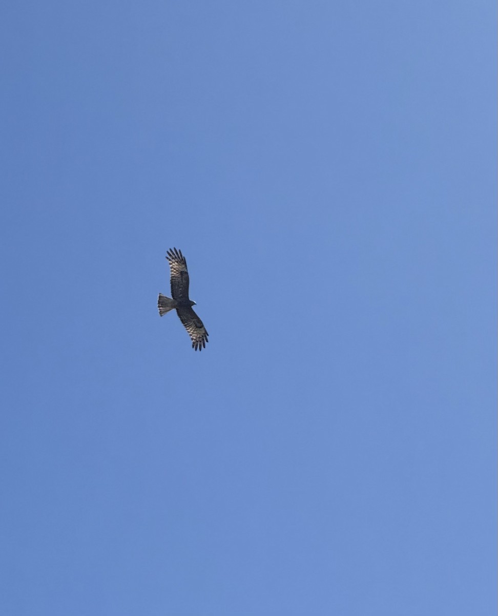 Square-tailed Kite - ML642135916