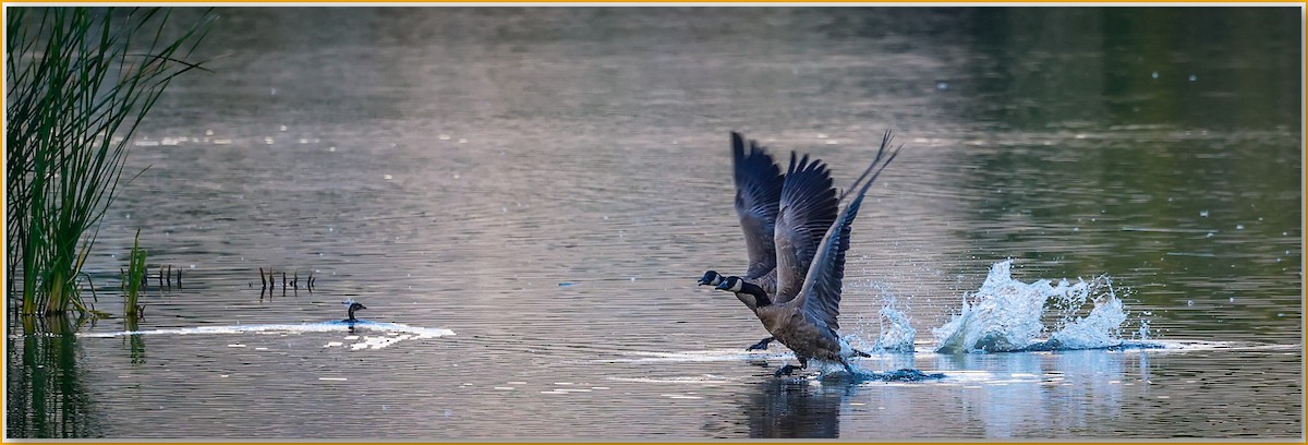 Branta kanadar handia - ML642135919