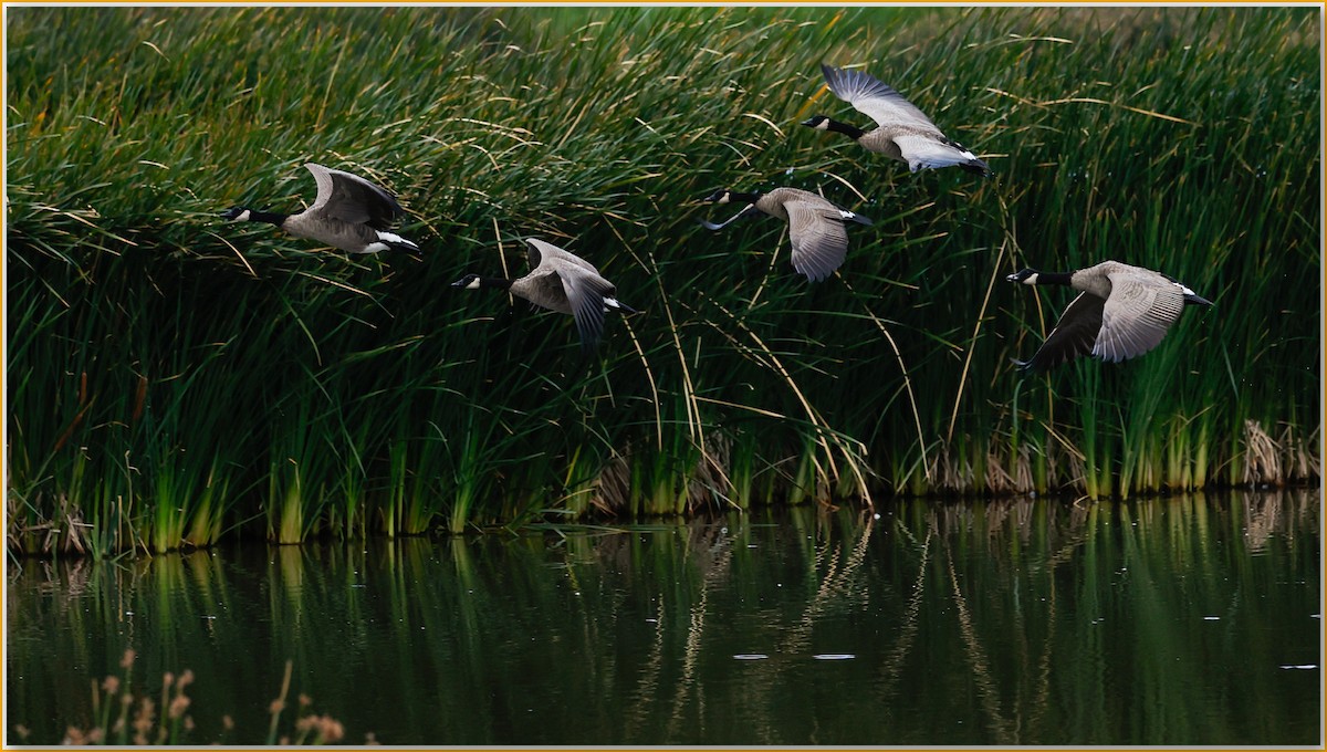 Branta kanadar handia - ML642135920