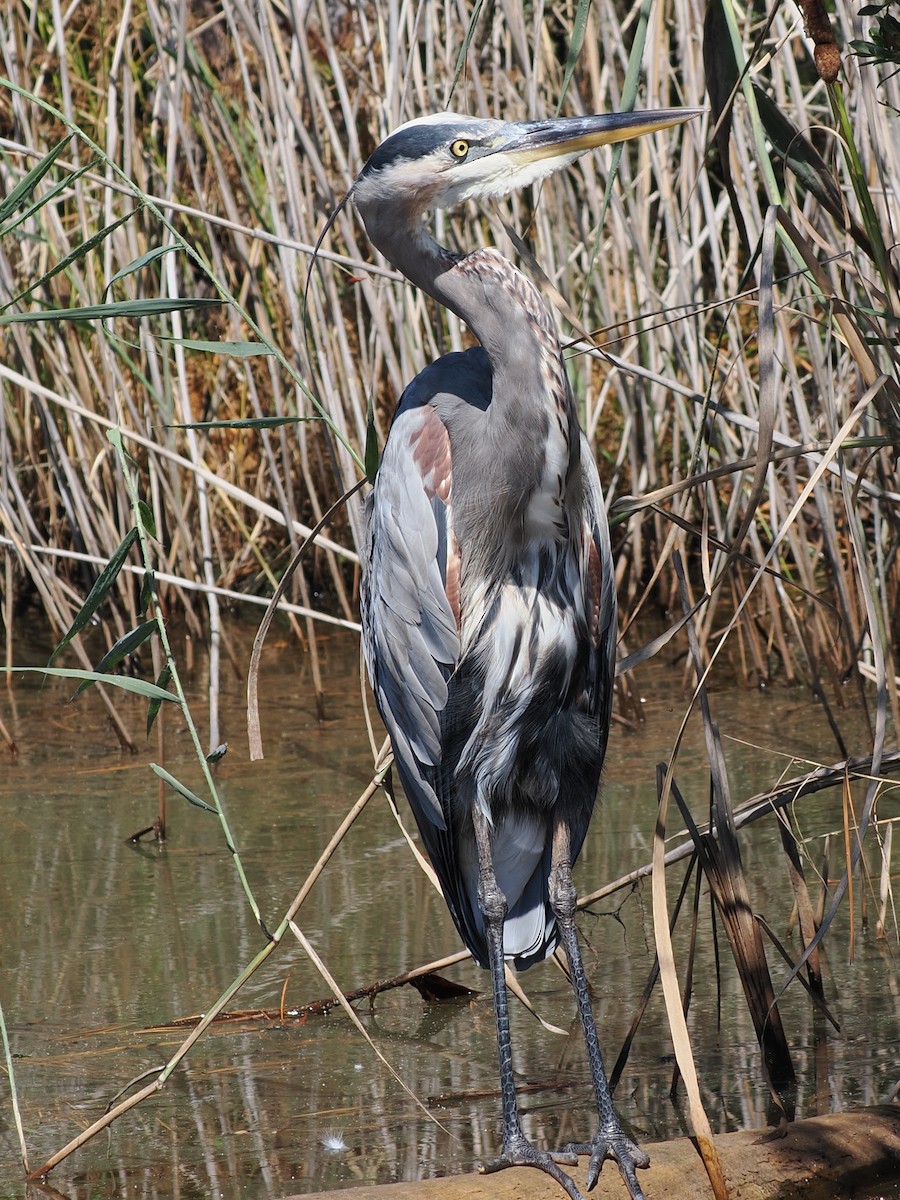 Great Blue Heron (Great Blue) - ML642135922