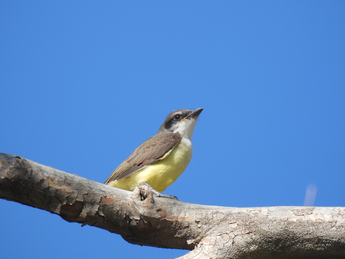 Thick-billed Kingbird - ML642135923