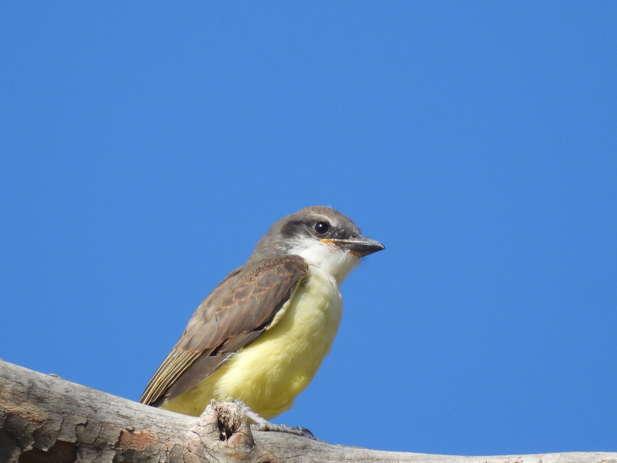 Thick-billed Kingbird - ML642135924