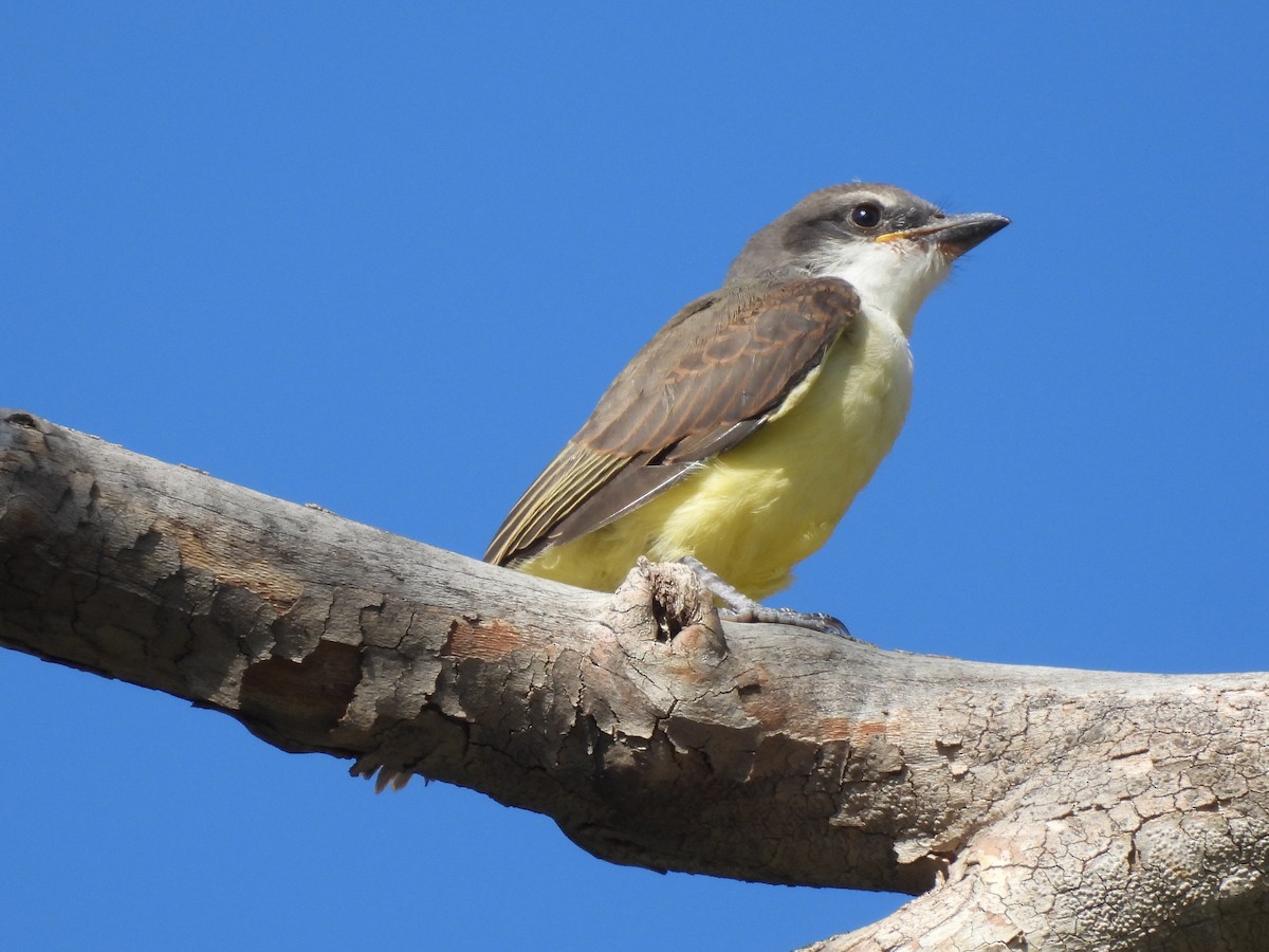 Thick-billed Kingbird - ML642135925