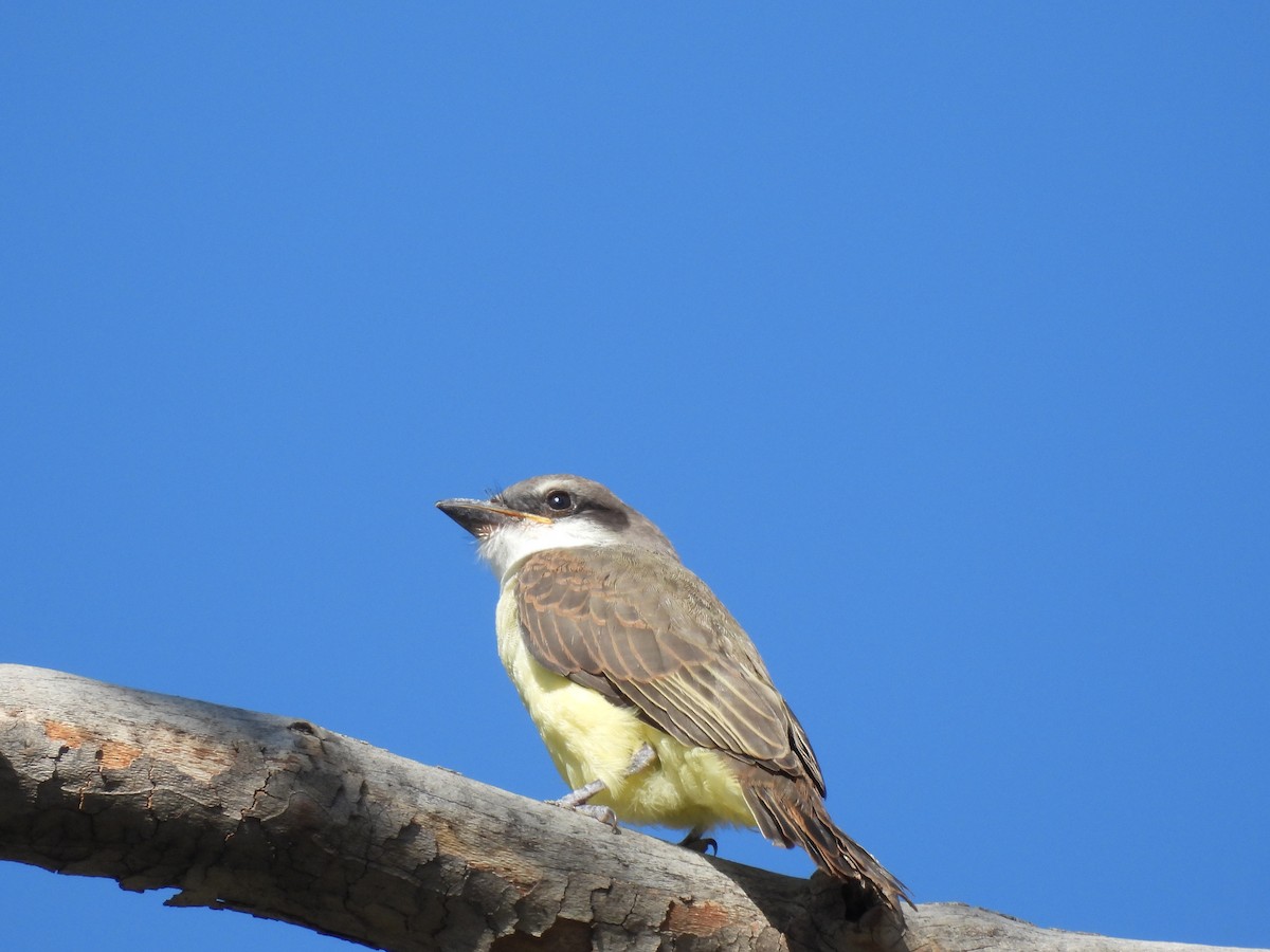 Thick-billed Kingbird - ML642135926