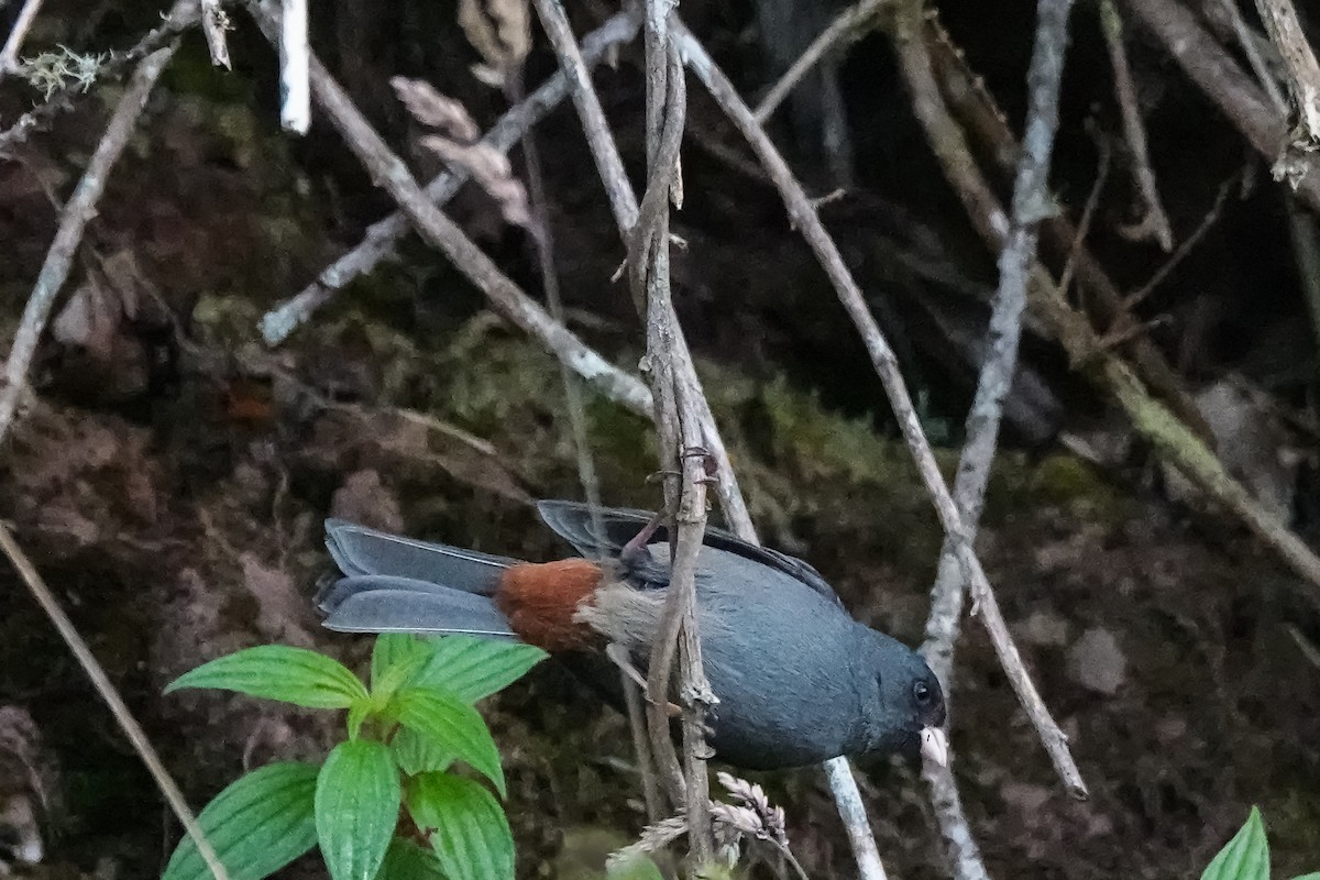 Paramo Seedeater - ML642135929