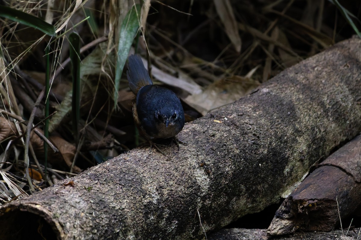 White-breasted Tapaculo - ML642135930