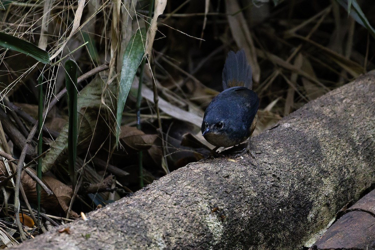 White-breasted Tapaculo - ML642135931