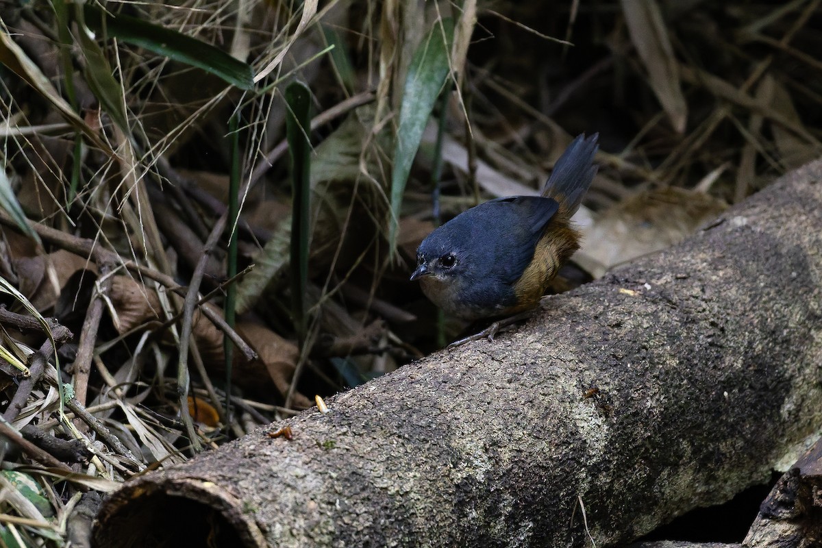 White-breasted Tapaculo - ML642135933
