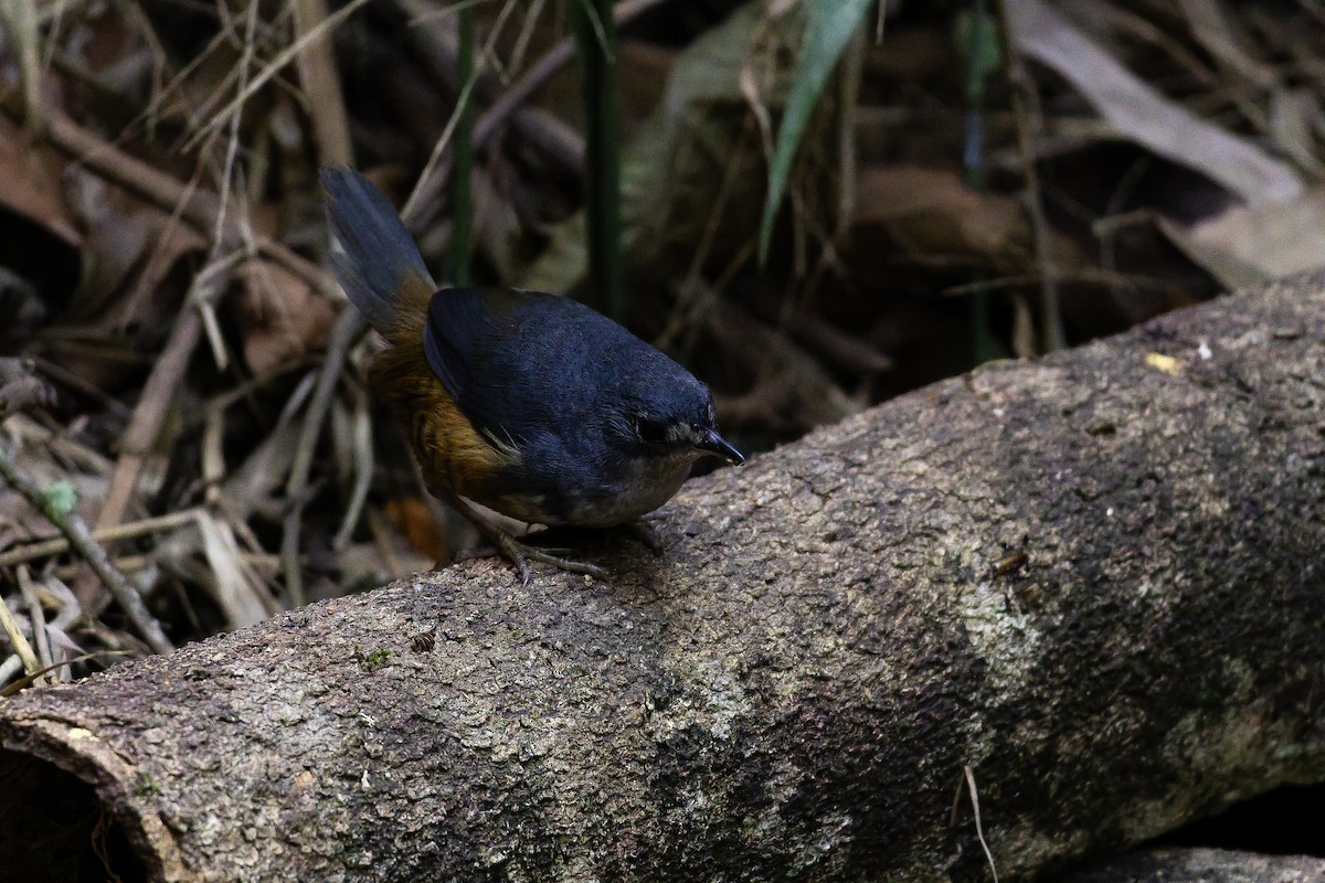 White-breasted Tapaculo - ML642135934