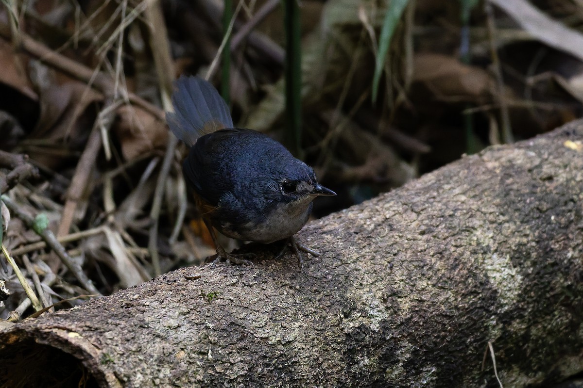 White-breasted Tapaculo - ML642135936