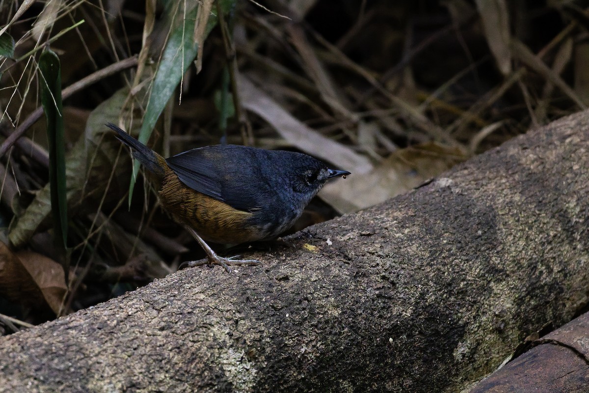 White-breasted Tapaculo - ML642135937