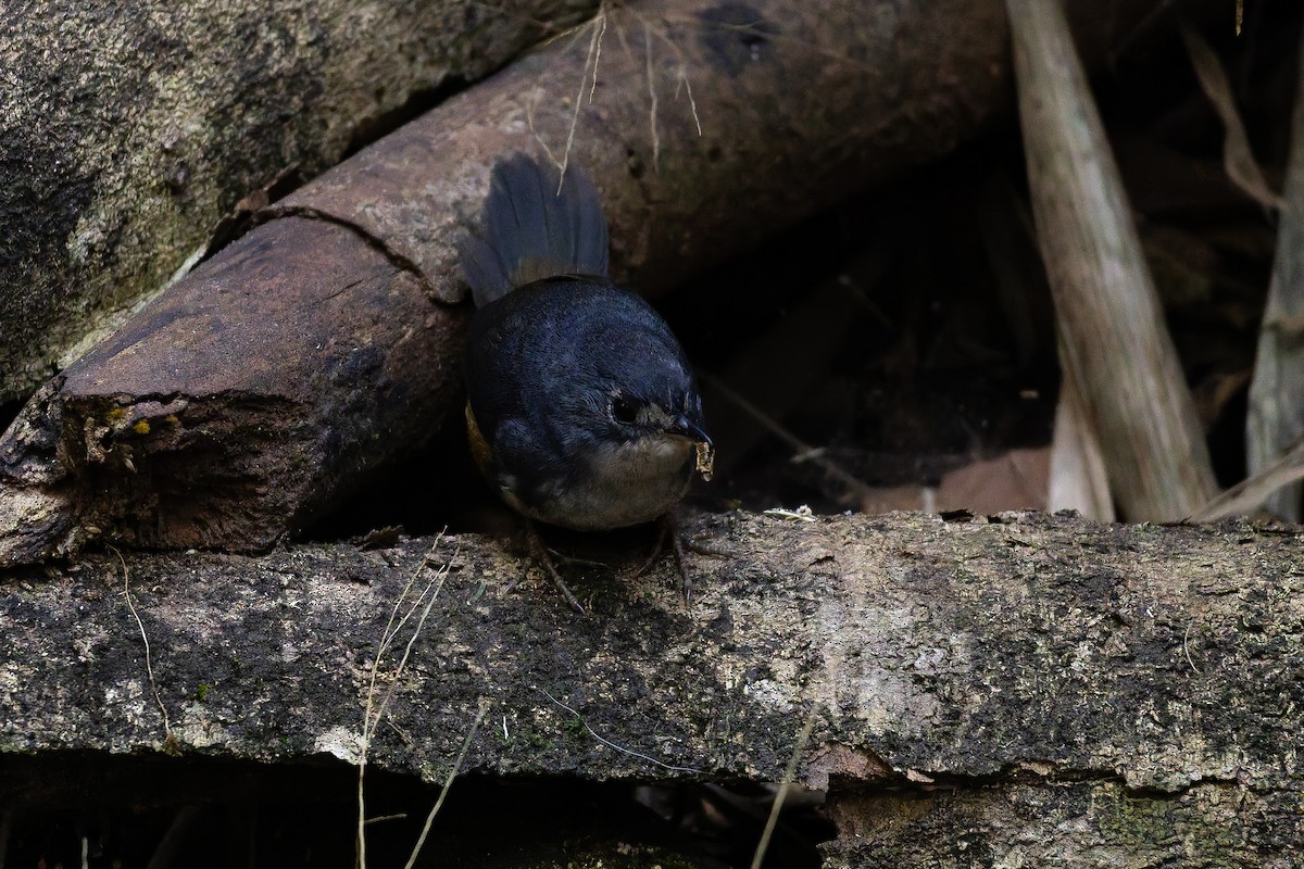 White-breasted Tapaculo - ML642135938