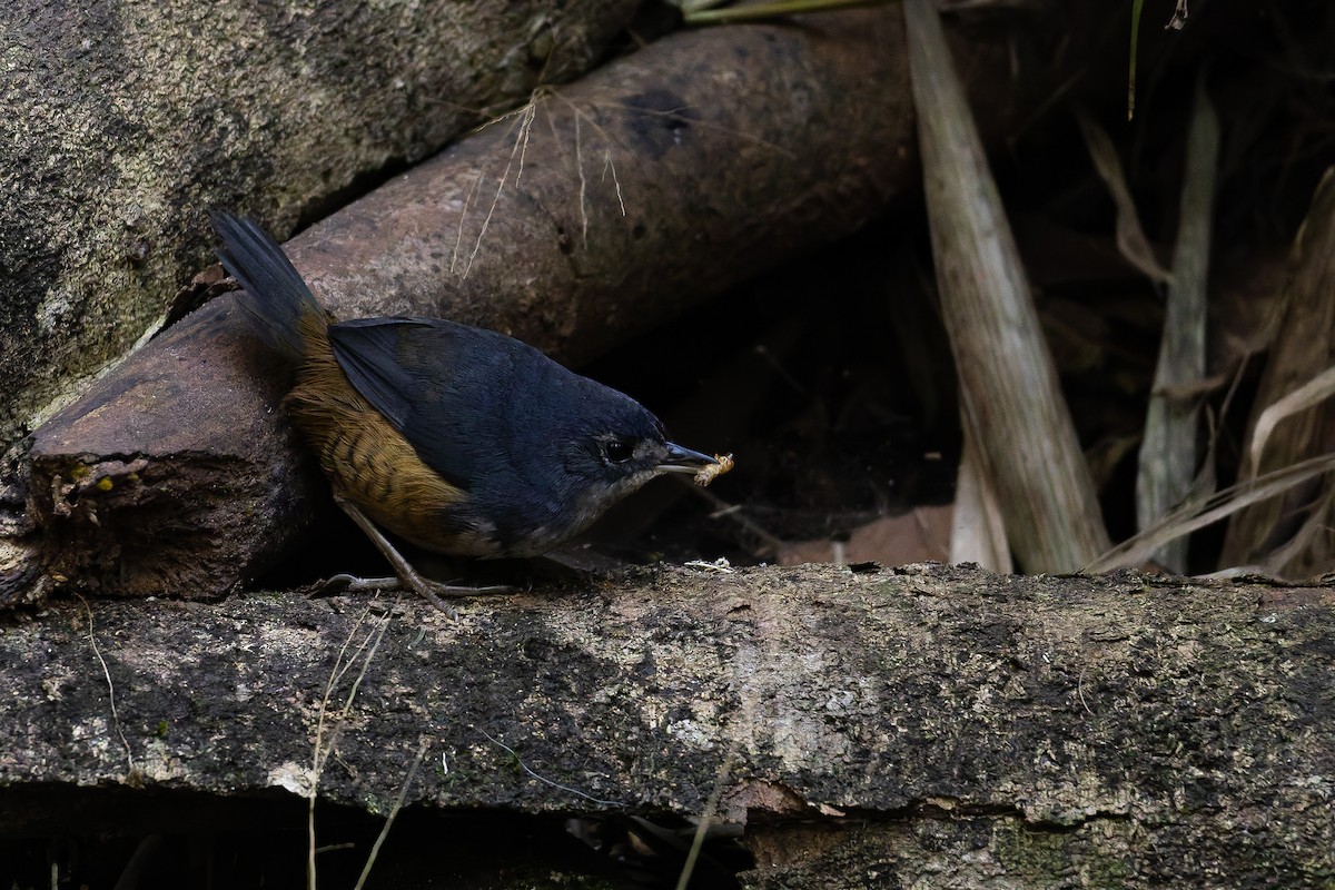 White-breasted Tapaculo - ML642135939