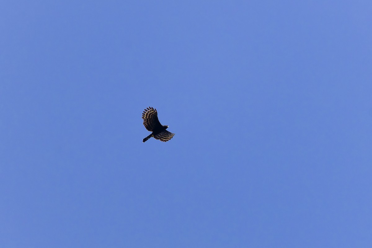 Black Hawk-Eagle - ML642135941